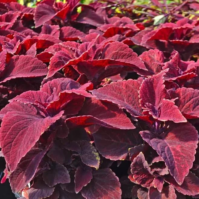 White Flower Farm Coleus 'Oxblood'