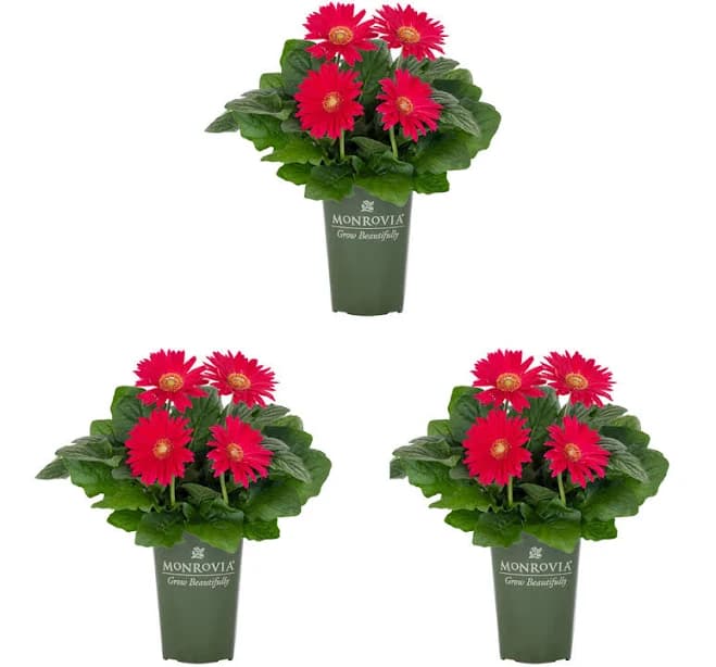 Monrovia Pink Gerbera Daisy 2 Quart(s) 3-Pack