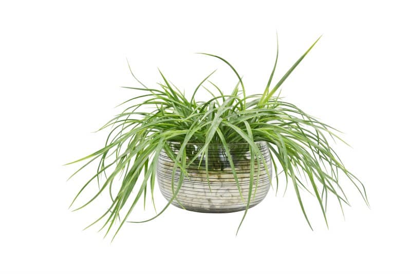 12" Faux Grass With Shells in Smokey Bowl - Wilford & Lee Home Accents