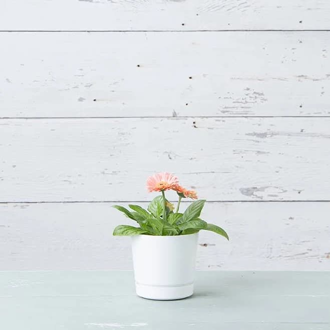 novelty Majestic Full Depth Cylinder Planter