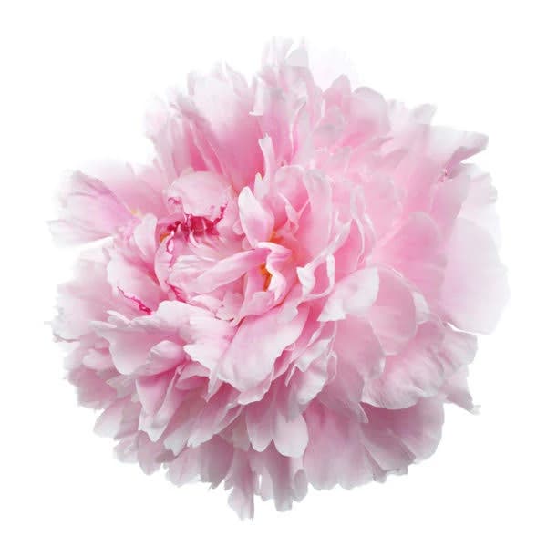 Light Pink Peony