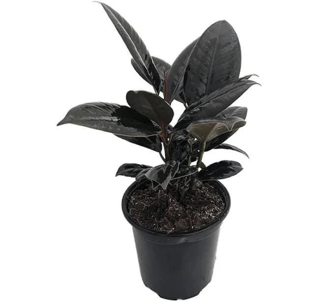 Hirt's Gardens Burgundy Rubber Tree Plant