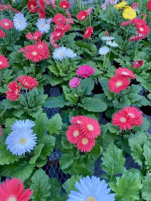Gerber Daisy 1 Gallon