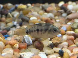 Baby Yellow Convict Cichlid (1-1.25”) – Global Fish Co.