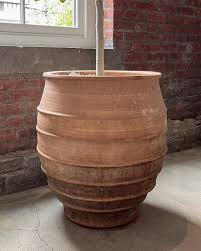 Antique Terra Cotta Planters with Ficus Audrey | Fixture Sale | At Land