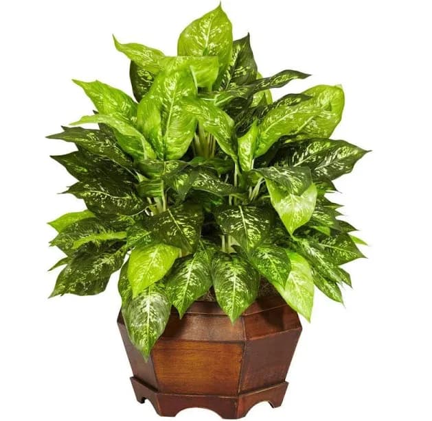 Nearly Natural Variegated Dieffenbachia with Large Hexagon Silk Plant