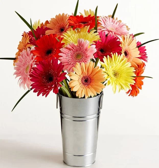 Happy Gerbera Daisies Stems