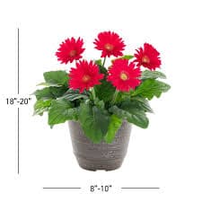 Better Homes & Gardens 3QT Pink Gerbera Daisy Live Annual Plant Decorative Pot Sun - Walmart.com