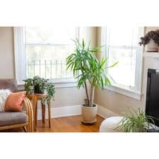 ⭐ Palm Tree Potting Mix - The Ultimate Soil for Strong and Healthy Palms 🌴 - Top Choice for Palm Tree Growers 🌿 [2 QUART BAG] - Walmart.com