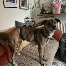 Anti-escape Dog Harness, Y-shape, Adjustable, Made to Measure - for Italian Greyhound, Whippet, Siberian Husky - Etsy UK