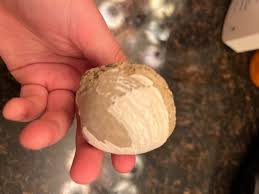 florida fossil clam | eBay