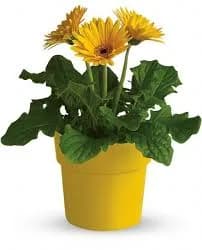 Teleflora Daisies Rainbow Rays Potted Gerbera