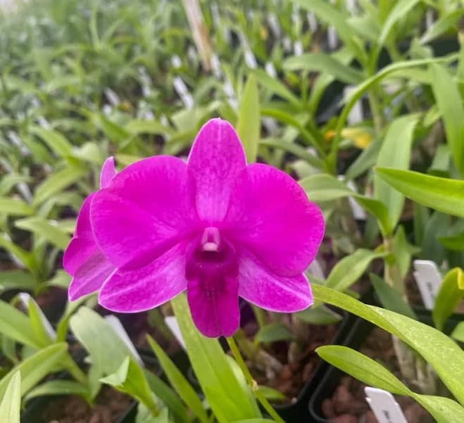 Dendrobium Compactum Orchid