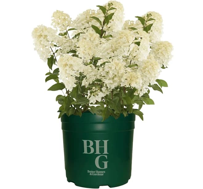 Better Homes & Gardens Hydrangea Little Blossom Living Creation Shrubs