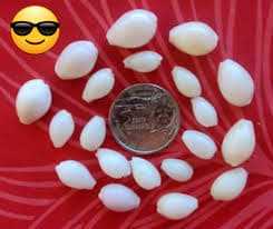 Hawaiian Cowrie Shells, Bubbles, Spotted, Purples & Snakeheads...mon - Etsy