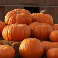Grand Prize Pumpkin - Porch Harvest Company