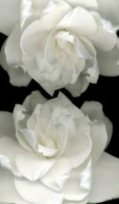 Gardenias