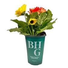 Better Homes & Gardens Full Sun Gerbera Daisy Live Plant Grower Pot - Orange, Yellow & Red