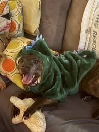 Paw Dog Clothes Top Paw Dinosaur Hoodie FRISCO Cozy Dinosaur Dog Cat Hoodie Costume, Large