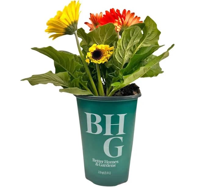 Better Homes & Gardens 2QT Orange Yellow Red Gerbera Daisy Live Plant Grower Pot Sun, Multicolor
