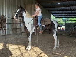 PT TW 10 YR OLD BLK/WHT GELDLING "BOJANGLES" - Elkhart Horse Auctions