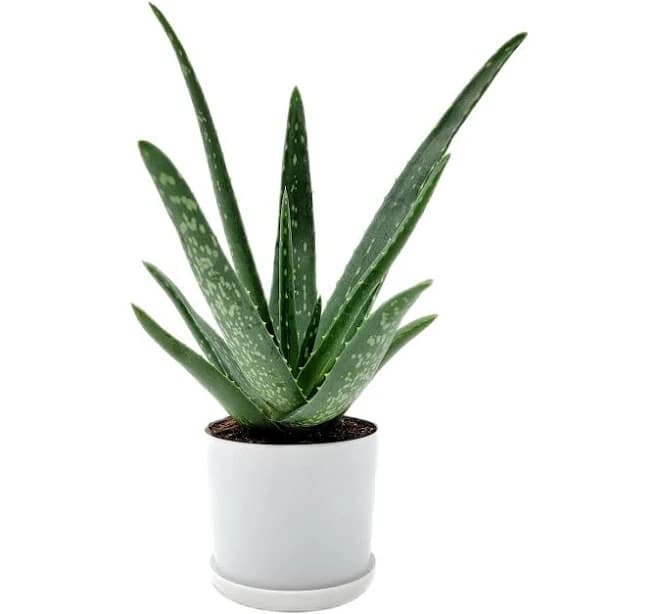 Aloe Vera, Aloe Barbadensis, Succulent, 4 Pot