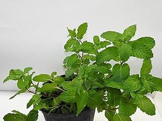 Menta o hierba Buena/Mints Full Plant with Root