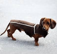 Brown Corduroy Jacket with Sherpa Fleece - Dachshund Fashionista