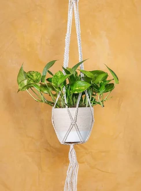 Housewarming Golden Pothos Plant with Macramé Hanger