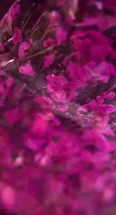 Botanical Symphony -Wild Orchid – Hemma&Tpo free – OneTone OTO 1:1
