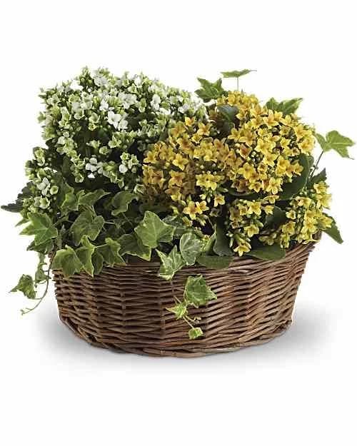 Teleflora Basket of Joy Mixed Bouquets