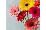 Gerbera