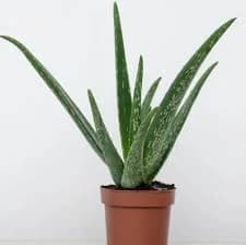Aloe Vera (Aloe barbadensis miller)