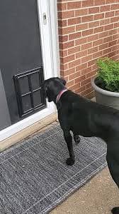 Upgraded Pet Door With Lock CEESC Dog Door For Sliding Screen Doors - 3rd Upgraded Pet Door With Magnet & Lock, Inner Size 15.75"H X 11.81"W Magnet Closure Door