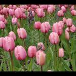 Impression Mix of Tulips | White Flower Farm