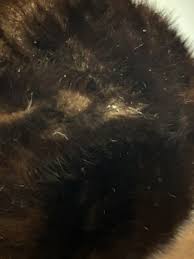 Vintage Fur Hat Simpsons Sears | eBay