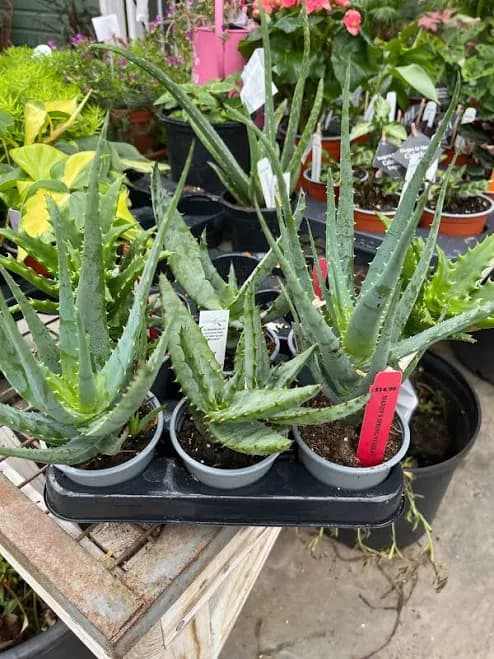 Aloe Vera | Aloe barbadensis miller 3.5" Pot