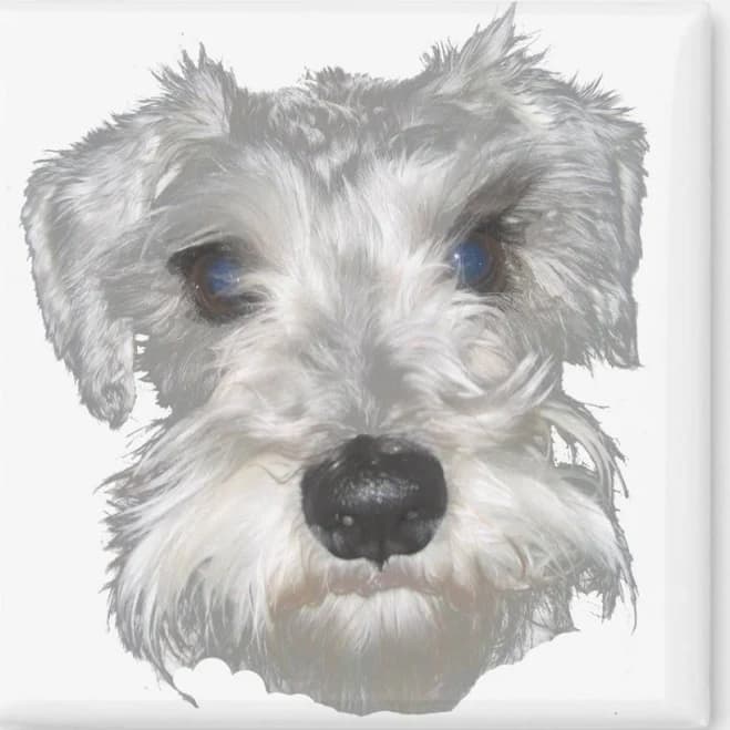 White Miniature Schnauzer Magnet