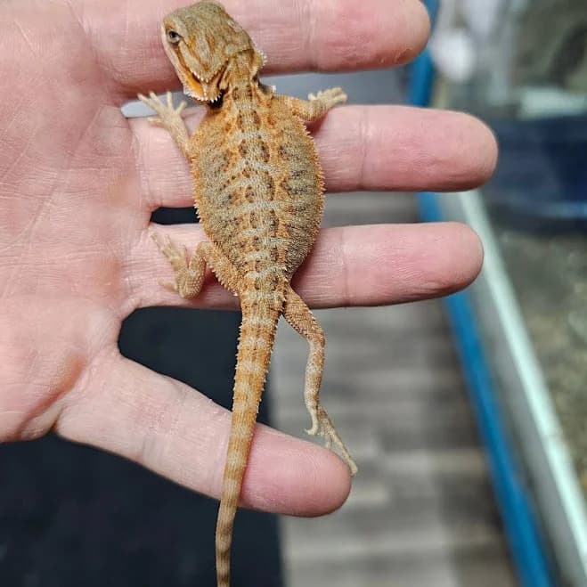 Male Hypo Translucent Bearded Dragon