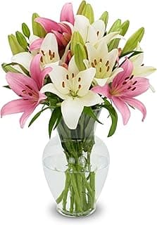 10 Stem Pink & White Lily Bouquet (Vase Not Included) - Hand-Tied in the USA - Fresh Flower Delivery for Birthday, Anniversary, Sympathy, Home Decor, Wedding, Mother's Day