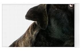Cane Corso #6 Yoga Mat by Gerard Lacz - Science Source Prints