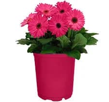 1 Gal. Gerbera Daisy Annual with Vibrant Pink Blooms and Rich Green Foliage