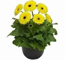 Gerbera Daisy Patio Planter