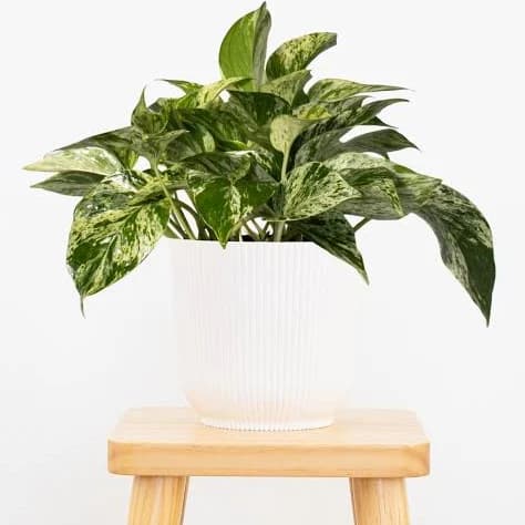 Public Goods Marble Queen Pothos Plant