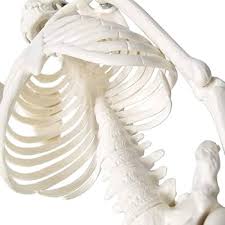 Amazon.com: EVOTECH SCIENTIFIC Mini Human Skeleton Model for Anatomy, 17.7'' Full Body Human Skeleton Model with Movable Arms and Legs on Base for Medical Teaching Learning, Students Learning Education Tool : Toys