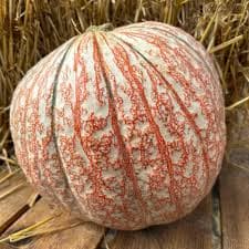 FarWest landscape + garden - PUMPKIN One-Too-Many LG -15-20lb