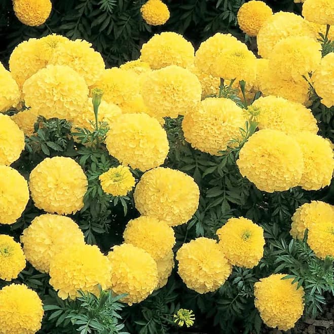 African Marigold Flower Garden Seeds