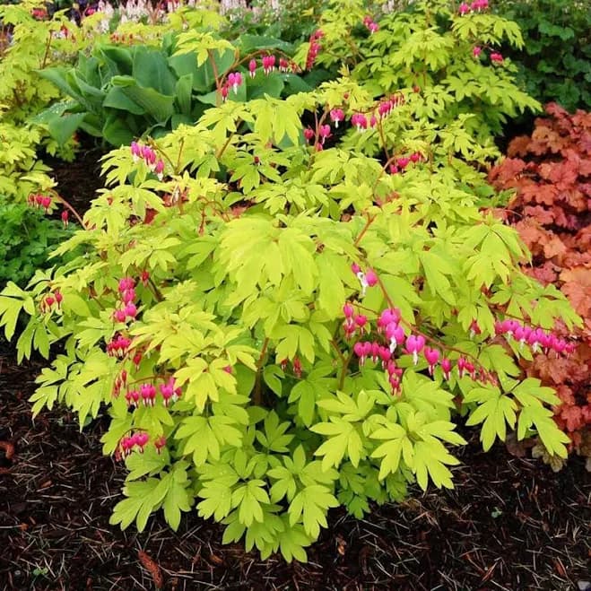 White Flower Farm Lamprocapnos Spectabilis 'Gold Heart