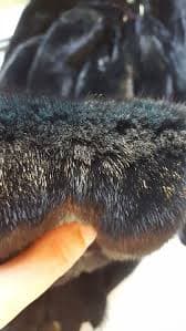 Dark Green Mink Pelt, Mink Fur, Mink Hide, Mink Skin, Real Fur, Genuine Mink Fur, Mink Pelt, Animal Pelt, Fur Pelt, Mink Pelts, Colored Mink - Etsy