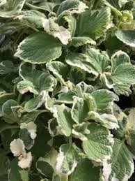 Coleus sp. Variegated Portuguese Oregano plant in 2.5 inch pot